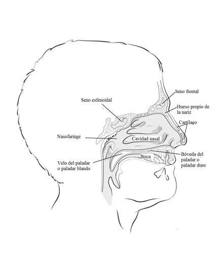 nasal-cavity-spanish.jpg